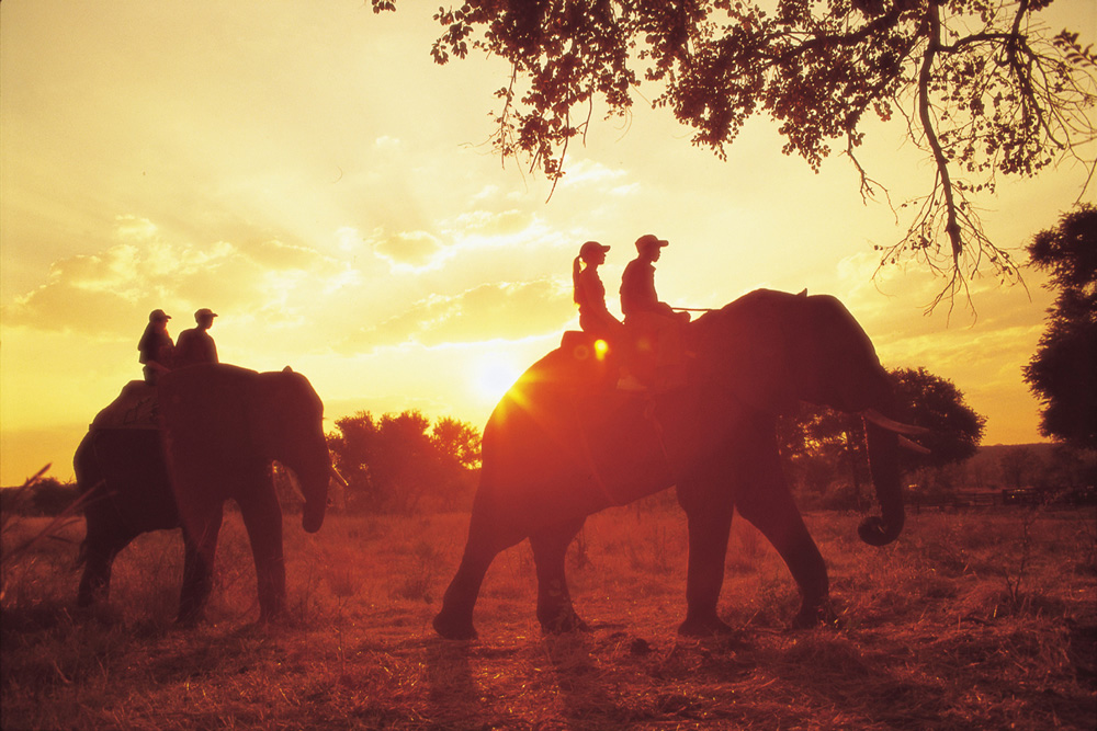 Botswana elephant ride