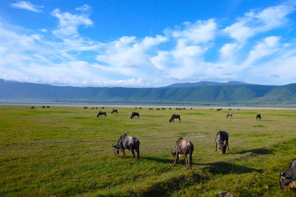 Ngorongoro crater