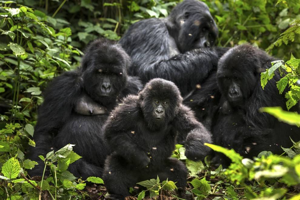Virunga mountain gorillas