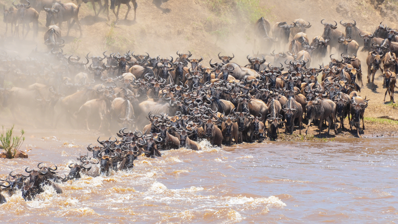 Wildebeest migration, kenya -Tanzania, serengeti- masai mara river